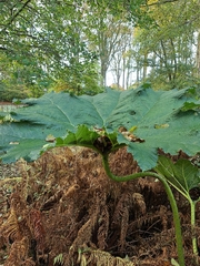 Gunnera tinctoria