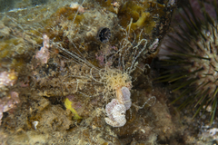 Eupolymnia koorangia