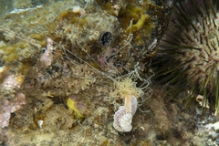 Eupolymnia koorangia