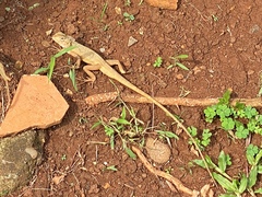 Calotes versicolor