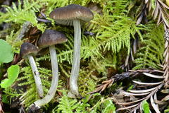 Pluteus nanus