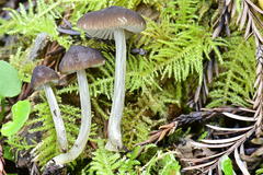Pluteus nanus