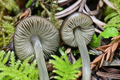 Pluteus nanus