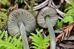 Pluteus nanus