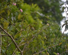 Zosterops maderaspatanus