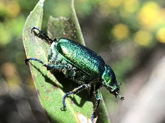 Diphucephala colaspidoides