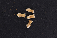 Brachyscome lineariloba