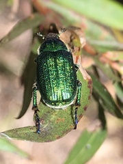 Diphucephala colaspidoides