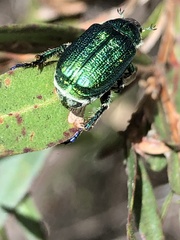 Diphucephala colaspidoides