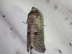 Culama suffusca
