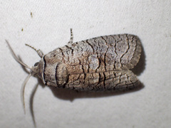 Culama suffusca