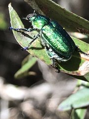 Diphucephala colaspidoides