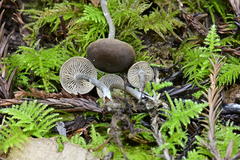 Tephrocybe