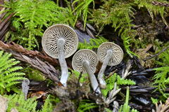 Tephrocybe