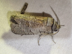 Culama suffusca
