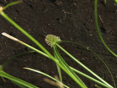 Cyperus sesquiflorus sesquiflorus