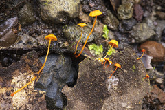 Mycena ixoxantha