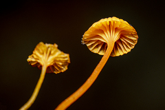 Mycena ixoxantha