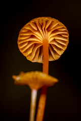 Mycena ixoxantha
