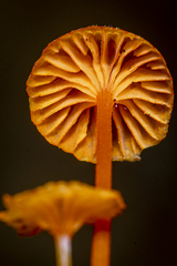 Mycena ixoxantha