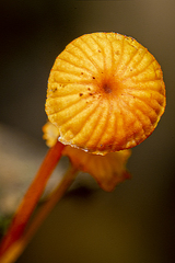 Mycena ixoxantha