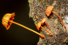 Mycena ixoxantha