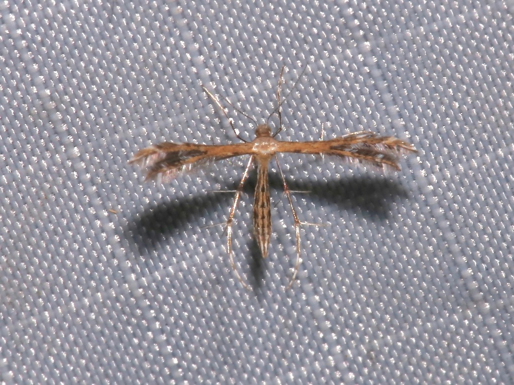 Sundew Plume Moth