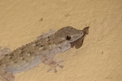 Tarentola mauritanica