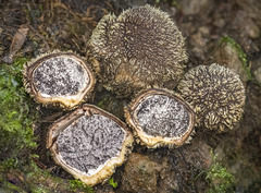 Scleroderma stellatum