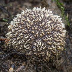 Scleroderma stellatum