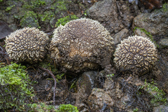 Scleroderma stellatum