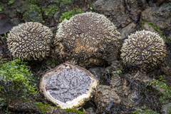 Scleroderma stellatum