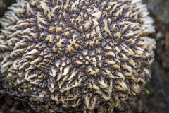 Scleroderma stellatum