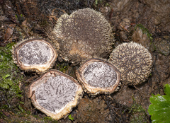 Scleroderma stellatum