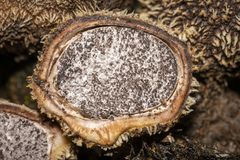 Scleroderma stellatum