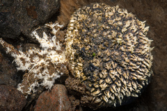 Scleroderma stellatum