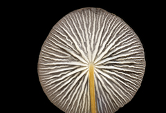 Pseudohiatula irrorata