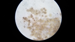 Pseudohiatula irrorata