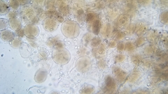 Pseudohiatula irrorata