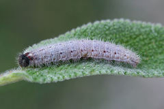 Muschampia orientalis