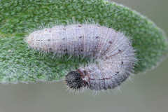 Muschampia orientalis
