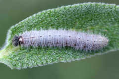 Muschampia orientalis