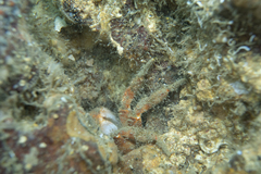 Pilumnus