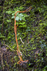 Cordyceps caloceroides
