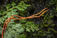 Cordyceps caloceroides