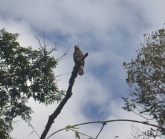 Accipiter madagascariensis