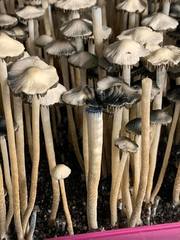 Panaeolus cambodginiensis