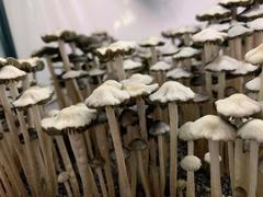 Panaeolus cambodginiensis