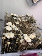 Panaeolus cambodginiensis