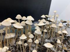 Panaeolus cambodginiensis